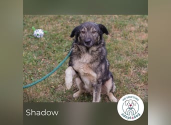 Shadow 283506 sucht ein zu Hause