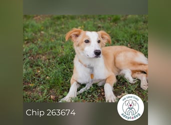 Chip 263674 sucht ein Zuhause