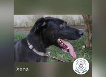 Xena sucht ein zu Hause