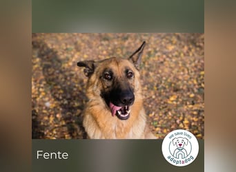 Fente: liebevolle Mama sucht fürsorgliches Zuhause