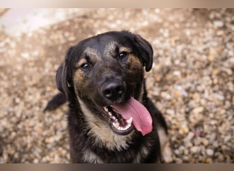 Maxi: Sonnenschein auf vier Beinen