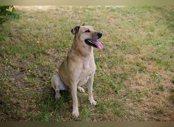 Chip 290336 sucht ein Zuhause