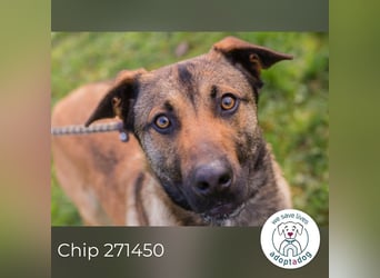 Jasper 271450 sucht ein Zuhause