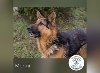 Mongi hofft auf seine Chance