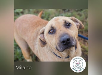 Milano sucht ein Zuhause