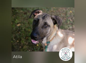 Atila sucht ein Zuhause