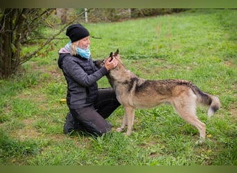 Akido – Sportskanone sucht Zuhause Akido – Sportskanone sucht Zuhause