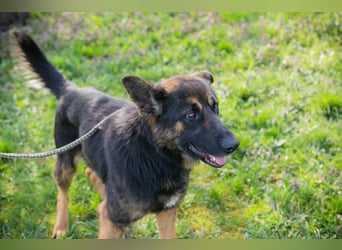 Chip 257791 sucht ein Zuhause