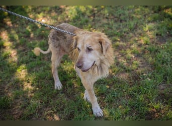 Chip 2140661 sucht ein zu Hause