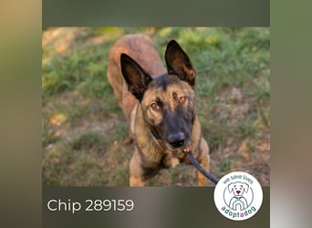 Chip 289159 sucht ein zu Hause