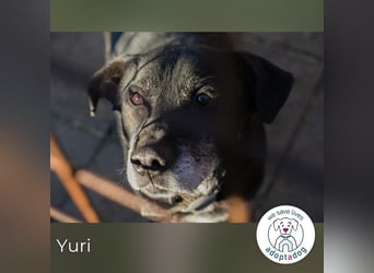 Yuri 854631 sucht ein zu Hause