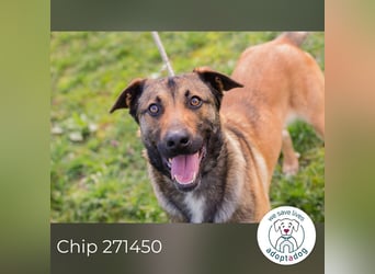 Jasper 271450 sucht ein Zuhause