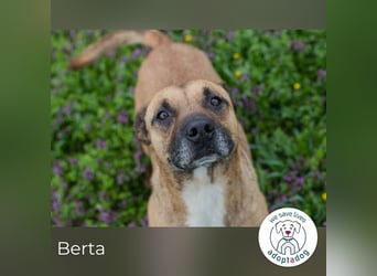 Berta 2176212 sucht ein zu Hause