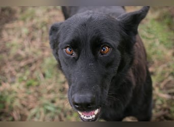 Sonja: Hundemama sucht Zuhause