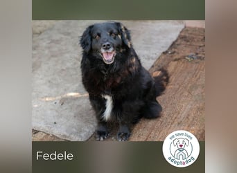Fedele 271474 sucht ein zu Hause