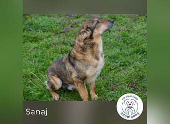 Sanaj: Alt, weise und voller Hoffnung