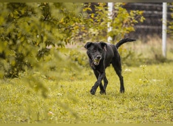 Hans 222287-116094 sucht ein zu Hause