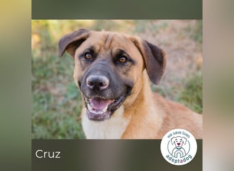 Cruz 283921 sucht ein zu Hause