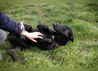 Cassius – Gern im Team unterwegs