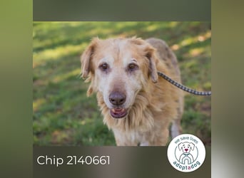 Chip 2140661 sucht ein zu Hause