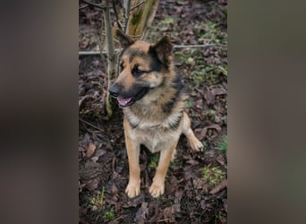 Quinto sucht ein Zuhause