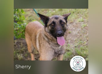 Sherry sucht ein Zuhause
