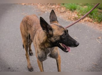 Airi: Verletztes Herz sucht Sicherheit