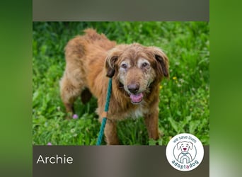 Archie sucht ein Zuhause