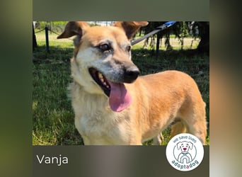 Vanja sucht ein Zuhause