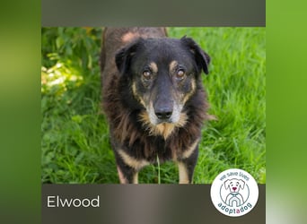 Elwood sucht ein Zuhause