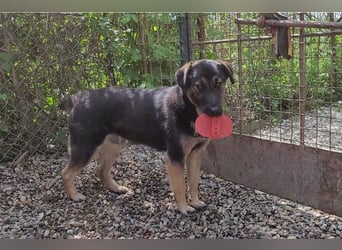 Maxi: Sonnenschein auf vier Beinen