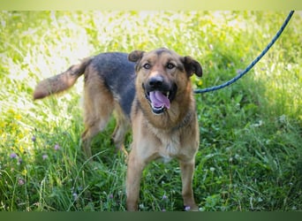 Pisasso sucht ein Zuhause