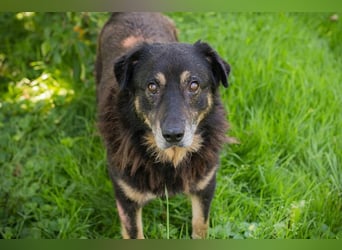 Elwood sucht ein Zuhause