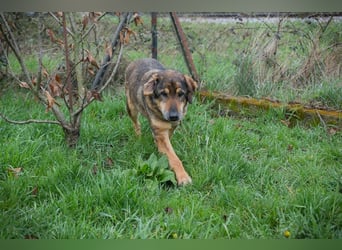 Sanaj 831820 sucht ein zu Hause