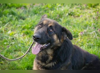 Chip 257791 sucht ein Zuhause