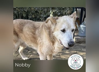 Nobby: Letzte Jahre in Geborgenheit