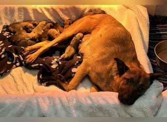 Cassy sucht ein Zuhause