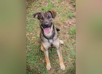 Traumhund Dobby: Treuer Begleiter sucht Zuhause