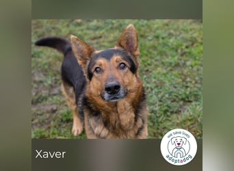 Xaver sucht ein Zuhause