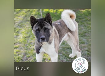 Picus Oskar: Zweite Chance fürs Leben