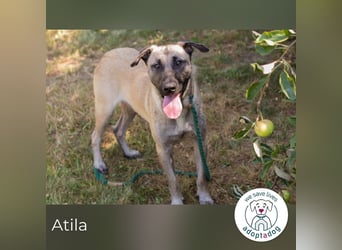 Atila sucht ein Zuhause
