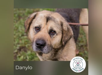 Danylo 259420 sucht ein zu Hause