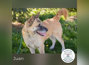 Juan: schüchterner Rüde