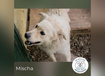 Mischa sucht ein Zuhause