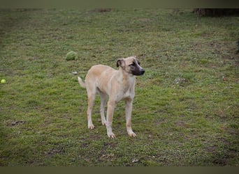 Gunter: Zarte Seele sucht Ruhe