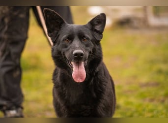 Sonja: Hundemama sucht Zuhause