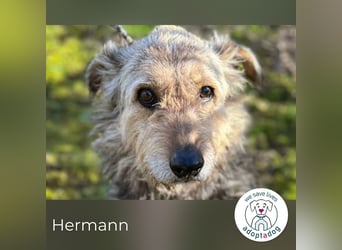 Hermann 2158958 sucht ein zu Hause