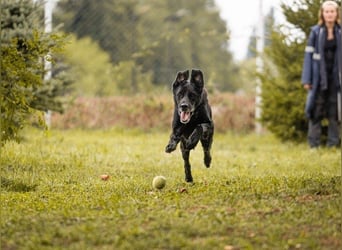Hans 222287-116094 sucht ein zu Hause