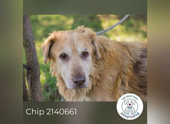 Chip 2140661 sucht ein zu Hause
