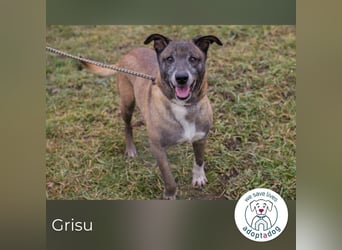 Grisu 253389 sucht ein zu Hause